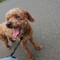 散歩好きなトイプードルの男の子風太君です