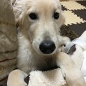 ゴールデンレトリバー　オス
