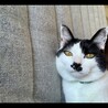 の写真