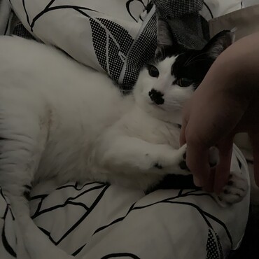 びびの写真