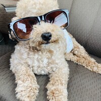 プゥ