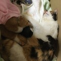 子猫の里親を募集しています