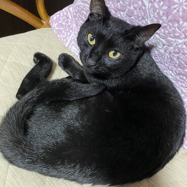 生後一ヶ月で我が家にきてくれた彼も大きくなっておうちに馴染んでいます。