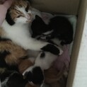 子猫の里親を募集しています