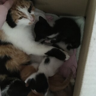 子猫の里親を募集しています