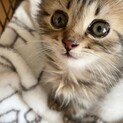 キジトラ2ヶ月。一旦募集停止させて頂きます。