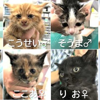 ありがとうございました★ちびぃ〜ず　にゃん