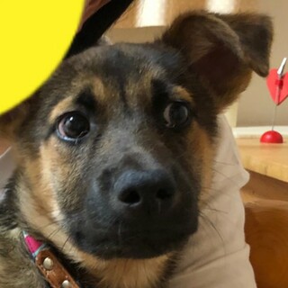 シェパード風の男の子里親募集