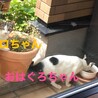 ３姉妹のらちゃんの里親募集です サムネイル5