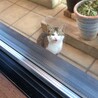 ３姉妹のらちゃんの里親募集です サムネイル6