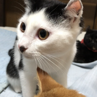 6ヶ月~3歳、人懐っこくて甘えん坊な子たちです