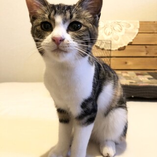 トライアル調整中になりました。