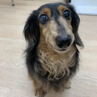 ♡おっとりな♡ピーチちゃん推定10才