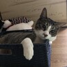 むぎ