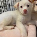 恥ずかしがりやなココちゃん