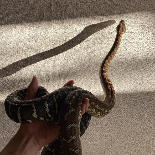 伊黒小芭内のカバー写真