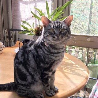 ♡かわいい性格の男の子・しま♡