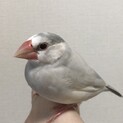 シルバー風文鳥の里親を募集します【里親さま決定】
