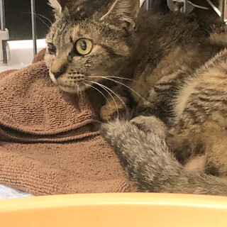 大人しいキジトラ・ムギワラ女子⭐️ミウ