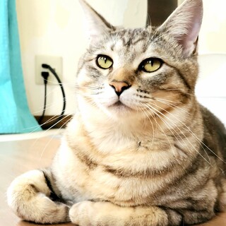 綺麗なシルバースモークの男の子