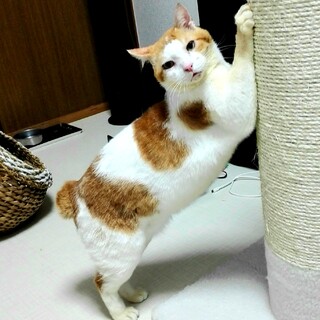 巨体の癒やし系茶白男子、ニョッキ君♪