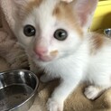 （仮名）スギナ君