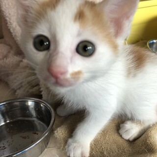 （仮名）スギナ君