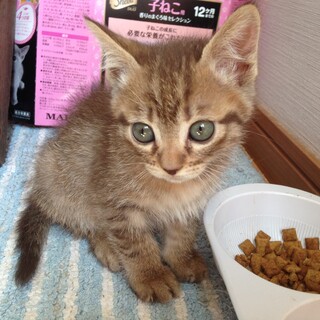 ありがとう  決定しました   3匹ちびニャン♀