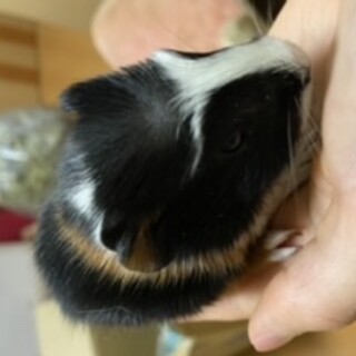 モルモットの里親募集！