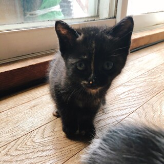 ウシ・サビ・白茶の元気過ぎる3つ子