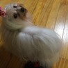 振り向いて『何か？』と言ってるみたい。