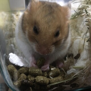 まだ0歳のゴールデンハムスターの女の子です。