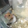 まだ0歳のゴールデンハムスターの女の子です。 サムネイル2