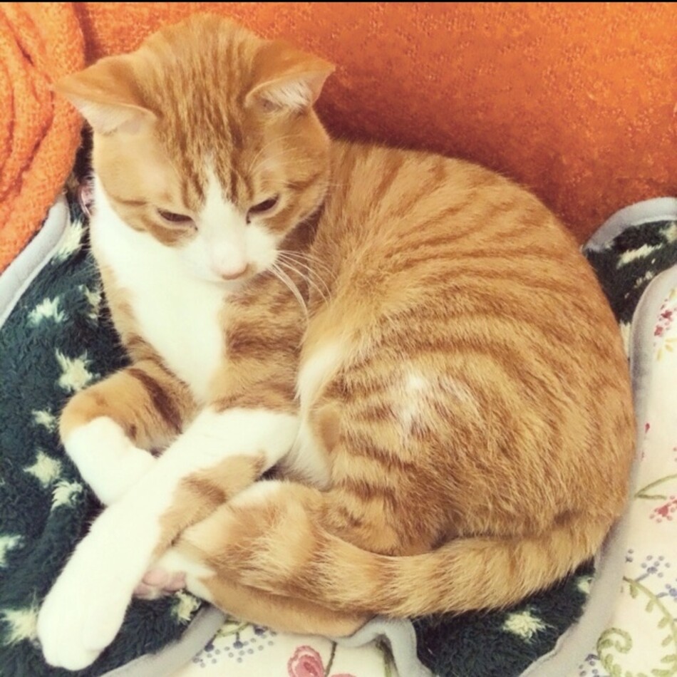 リンツのカバー写真