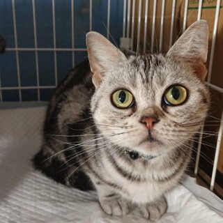 アメリカンショートヘアの寿限無(ジュゲム)ちゃん