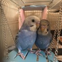 ※一時募集停止※セキセイインコ(ブルー)ペア