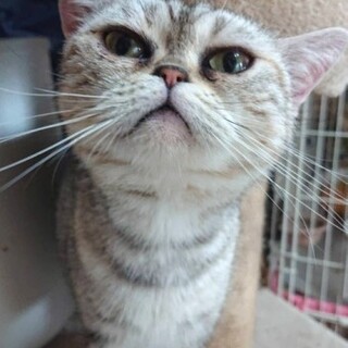 アメリカンショートヘアの由有(ゆあ)ちゃん