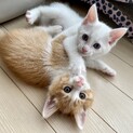 超甘えん坊半長毛茶白と白三毛兄妹ペアで