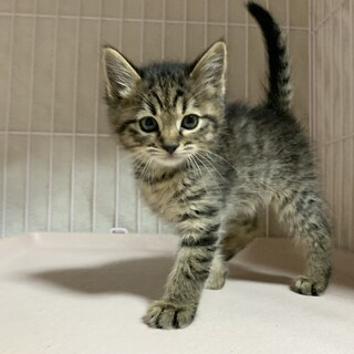 家族が出来ました♡キジ子猫♂推定1ヵ月半〜2ヵ月齢