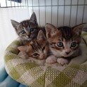 ギジ☆オス☆子猫