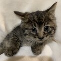 キジトラ？サバトラ？1ヶ月ちょっとの可愛い子です