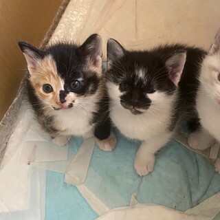 里親決まりました。ありがとうございました。