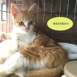 チャロ君のお家が決まりました