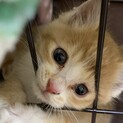 郵便受けにすてられた兄妹