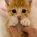 郵便受けに入れられた子猫たち