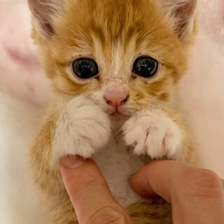 郵便受けに入れられた子猫たち