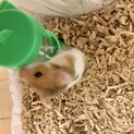 ゴールデンハムスター四月生まれ