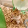 ゴールデンハムスター四月生まれ サムネイル2