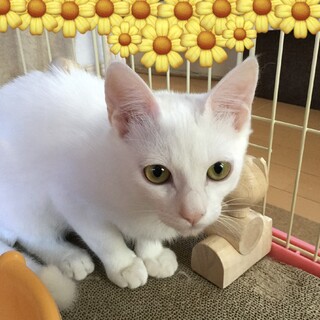 スズナ君お家が決まりました