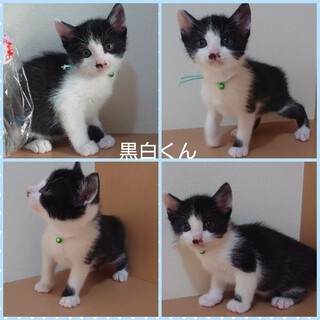 もふもふ甘えん坊♪黒白くん